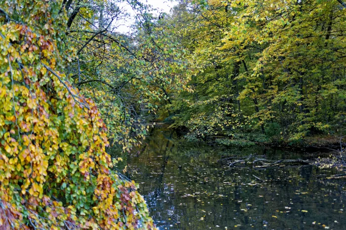 Herbstliche Bäume mit gelb-grün-rotem Laub am Ufer eines ruhigen Gewässers im Schlosspark Nymphenburg in München.