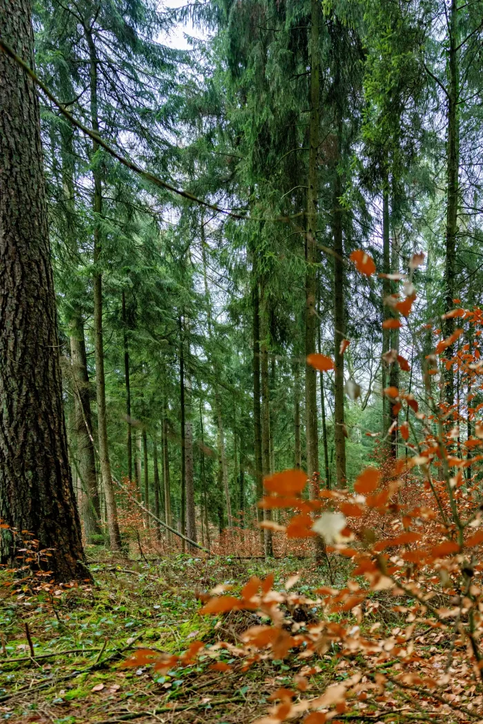 Blick in einen dichten Wald mit hohen Nadelbäumen und herbstlich gefärbtem Unterholz.