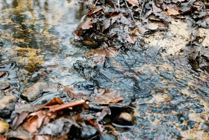 Waldboden mit nassem Laub und Pfütze, in der sich Bäume spiegeln.