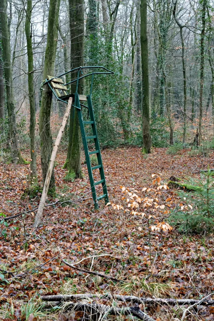 Hochsitz mit Leiter und Geländer im herbstlichen Wald, umgeben von Bäumen und Laub auf dem Boden.