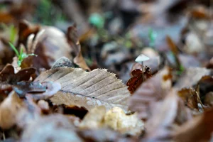 Kleiner Pilz wächst zwischen trockenen Laubblättern auf dem Waldboden, unscharfer Hintergrund.