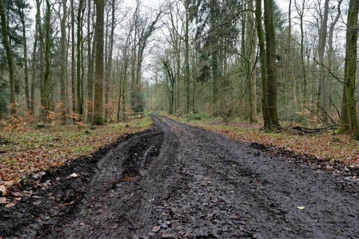 Schlammiger Waldweg, der sich durch einen Laub- und Nadelwald mit kahlen Bäumen zieht.