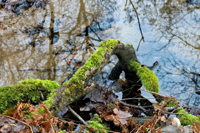 Moosbewachsener Ast ragt über Wasser, umgeben von Laub und reflektierten Baumkronen.