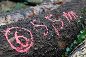 Baumstamm im Wald mit roter Markierung: Eingekreiste 6 und 5,5 m auf der Rinde, umgeben von Laub und Pflanzen.