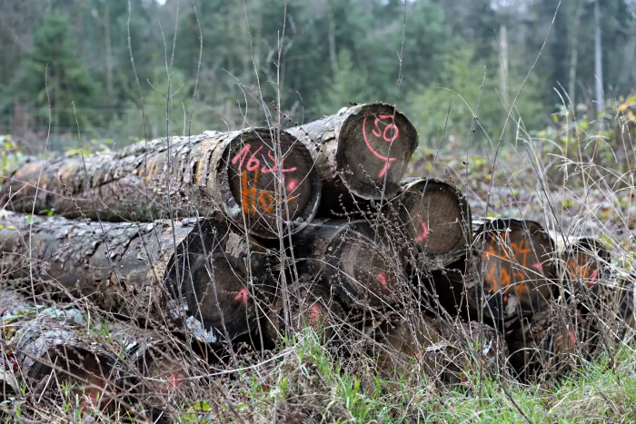 Gestapelte Baumstämme mit roten Markierungen liegen auf dem Waldboden, umgeben von Gras und jungen Bäumen.