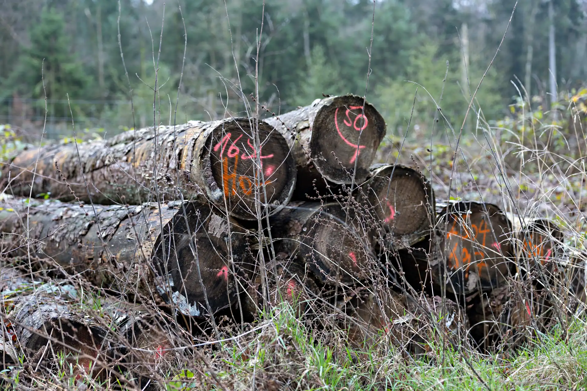 Gestapelte Baumstämme mit roten Markierungen liegen auf dem Waldboden, umgeben von Gras und jungen Bäumen.