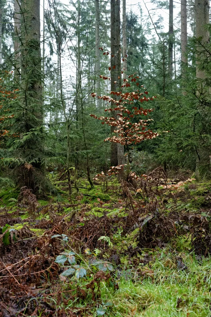 Wald mit hohen Nadelbäumen und einem kleinen Laubbaum mit braunen Blättern im Vordergrund, moosbedeckter Boden und Farnkraut.