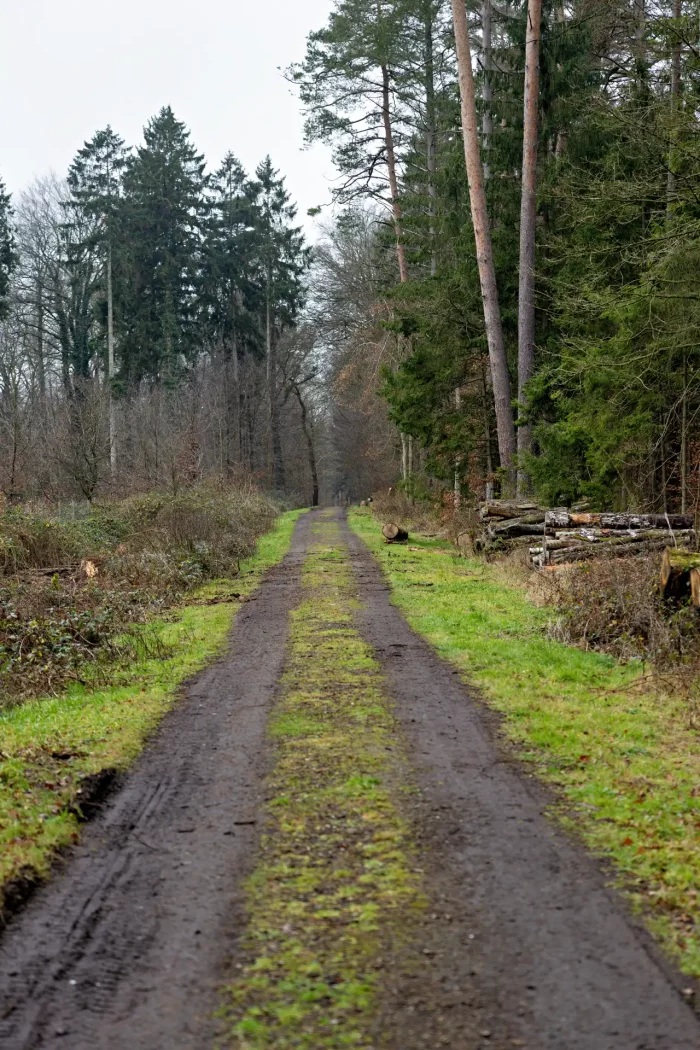 Waldweg mit Grasstreifen in der Mitte, umgeben von Nadel- und Laubbäumen, rechts liegen gestapelte Baumstämme.