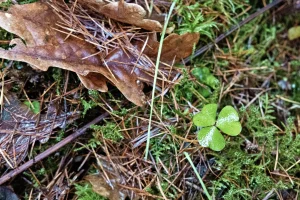 Kleeblatt mit drei Blättern auf moosbedecktem Waldboden neben braunem Eichenblatt und Nadelstreu.