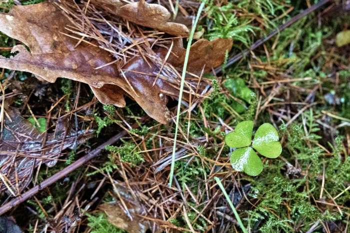 Kleeblatt mit drei Blättern auf moosbedecktem Waldboden neben braunem Eichenblatt und Nadelstreu.