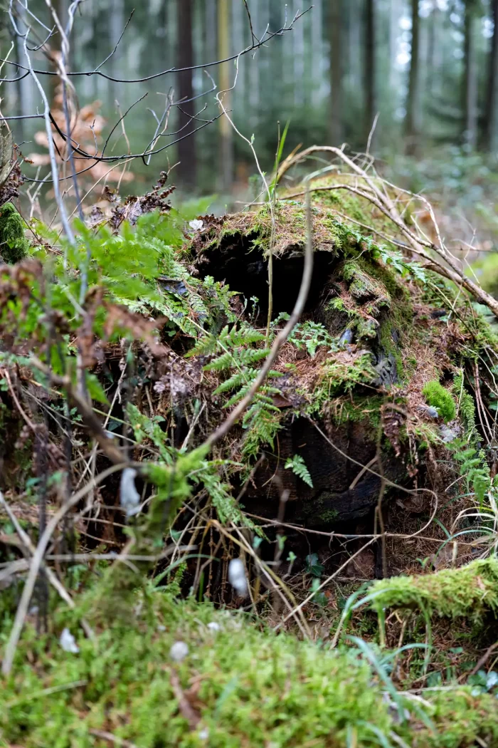 Moosbewachsener Baumstumpf mit Farnen und Zweigen im Wald, unscharfer Hintergrund mit Bäumen.