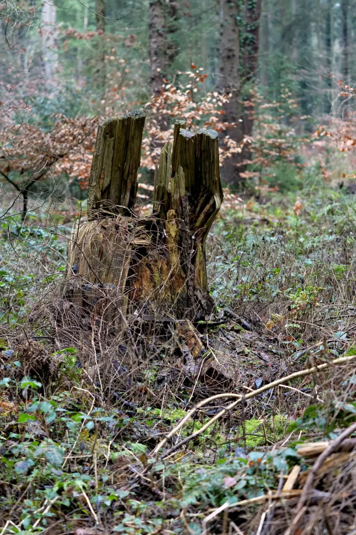 Zerfallener Baumstumpf mit Moos und Pflanzenbewuchs im Wald, umgeben von Bäumen und Laub.