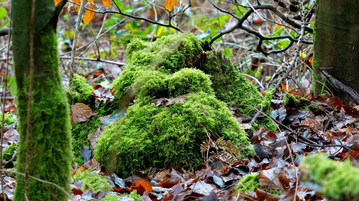 Moosbewachsener Baumstumpf im Wald, umgeben von Laub und Baumstämmen.