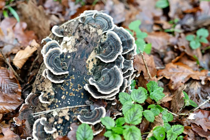 Mehrere gestaffelte, fächerförmige Pilze wachsen an einem verrottenden Baumstamm im Laubwald.