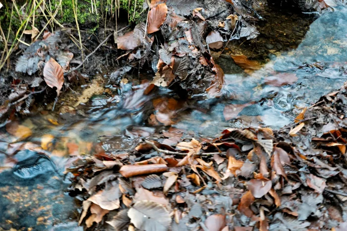 Ein kleiner Bach der durch einem mit Laub bedeckten Waldboden fließt.