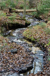 Kleiner Bach, der sich durch einen Wald mit Laub und Moos schlängelt, darüber liegt ein umgestürzter Baumstamm.