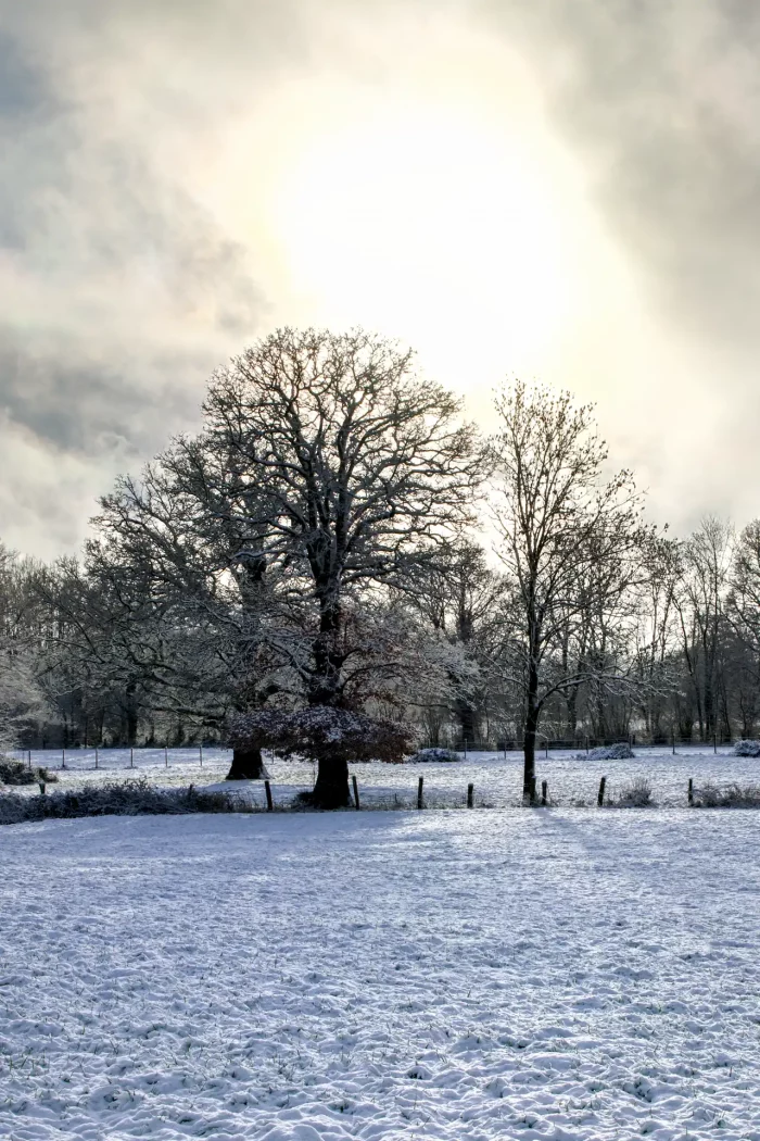 Winterliche Landschaft mit schneebedecktem Feld und kahlen Bäumen unter bewölktem Himmel mit hellem Sonnenlicht