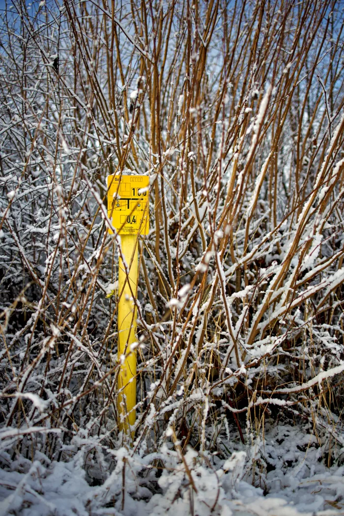 Gelber Warnpfahl mit Messangaben steht im schneebedeckten Gestrüpp aus kahlen Ästen