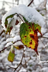 Nahaufnahme eines grünen Blatts mit braunen Flecken, das von einer Schneeschicht bedeckt ist und an dessen Spitze ein Eiszapfen hängt
