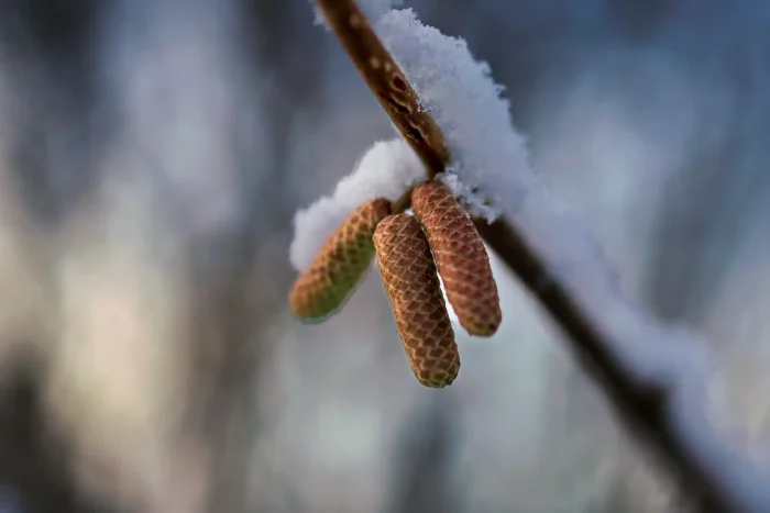 Nahaufnahme von drei kleinen, länglichen Blütenständen an einem Zweig mit Schnee