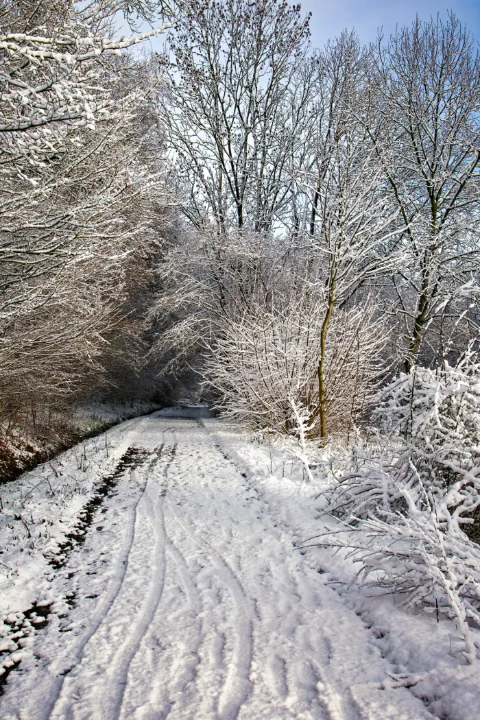 Verschneiter Waldweg mit Spuren im Schnee und kahlen Bäumen, die mit Schnee bedeckt sind