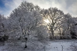 Winterlandschaft mit schneebedeckten Bäumen und leicht durch die Wolken scheinender Sonne
