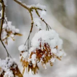 Nahaufnahme von schneebedeckten vertrockneten Blättern an dünnen Ästen im Winter