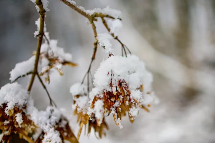 Nahaufnahme von schneebedeckten vertrockneten Blättern an dünnen Ästen im Winter