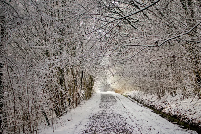 Verschneiter Weg, umgeben von kahlen Bäumen mit dünnem Schnee auf den Ästen, führt in einen hellen, nebligen Hintergrund