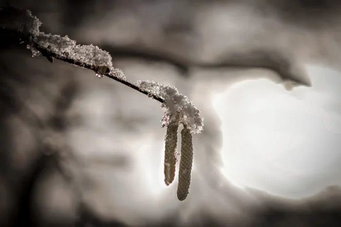 Zwei hängende Blütenstände an einem Ast, der mit Schnee bedeckt ist, vor hellem, unscharfem Hintergrund