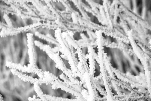 Dicht verzweigte Äste sind von einer dicken Schicht Raureif überzogen. Die feinen Eiskristalle bedecken die gesamte Oberfläche und verleihen den Ästen eine weiße, flauschige Struktur. Der Hintergrund ist unscharf und hebt die frostigen Details im Vordergrund hervor.