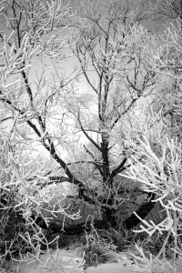 Ein Baum mit zahlreichen Ästen steht im Vordergrund. Die Äste sind dicht mit Raureif bedeckt, wodurch sie weiß erscheinen. Im Hintergrund ist ein heller Himmel zu sehen, der einen sanften Kontrast zu den dunklen Ästen bildet. Am unteren Bildrand liegt Schnee auf dem Boden.