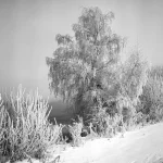 Eine schwarz-weiße Landschaft, die eine verschneite Szene mit frostigen Bäumen und Sträuchern zeigt. Der Hintergrund ist nestig, was eine ruhige Winteratmosphäre schafft.