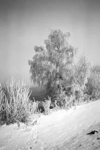 Eine schwarz-weiße Landschaft, die eine verschneite Szene mit frostigen Bäumen und Sträuchern zeigt. Der Hintergrund ist nestig, was eine ruhige Winteratmosphäre schafft.