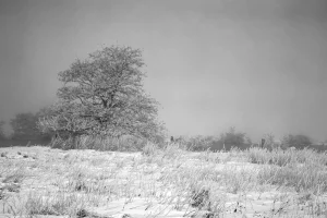 Verschneite Wiese mit kahlem Baum und Nebel im Hintergrund.