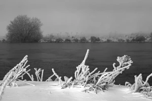 Vereiste, schneebedeckte Pflanzen am Ufer eines ruhigen Gewässers, im Hintergrund Bäume und Nebel.