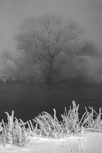Vereiste Sträucher mit Raureif im Vordergrund vor einem großen, nebelverhangenen Baum am Ufer eines Gewässers.