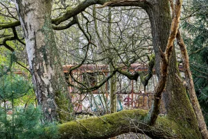 Verfallene Straßenbahn hinter kahlen Bäumen und moosbedecktem Baumstamm in einem verwilderten Waldgebiet
