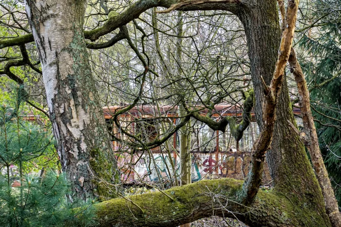 Verfallene Straßenbahn hinter kahlen Bäumen und moosbedecktem Baumstamm in einem verwilderten Waldgebiet
