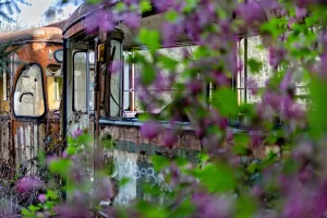 Verfallene Straßenbahn mit zerbrochenen Fenstern, umgeben von lila blühenden Pflanzen im Vordergrund