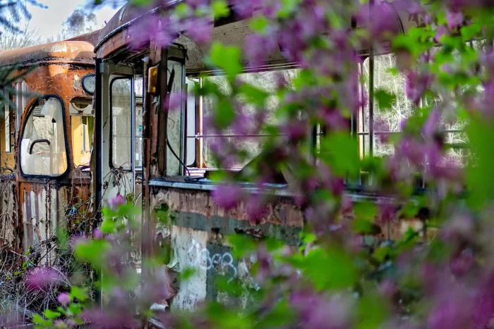Verfallene Straßenbahn mit zerbrochenen Fenstern, umgeben von lila blühenden Pflanzen im Vordergrund