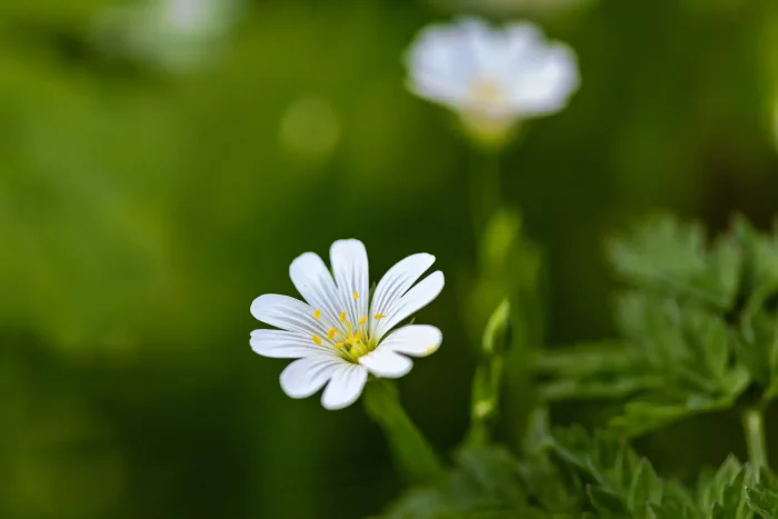 Nahaufnahme einer weißen Blüte mit gelben Staubgefäßen vor unscharf grünem Hintergrund