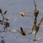 Libelle schwebt über einer Wasserfläche im Moor, Spiegelung im Wasser sichtbar, unscharfe Pflanzen im Vordergrund.