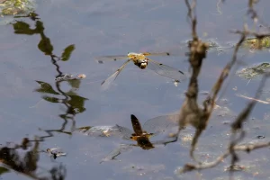 Libelle schwebt über einer Wasserfläche im Moor, Spiegelung im Wasser sichtbar, unscharfe Pflanzen im Vordergrund.