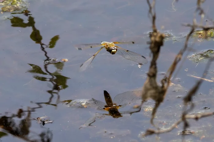 Libelle schwebt über einer Wasserfläche im Moor, Spiegelung im Wasser sichtbar, unscharfe Pflanzen im Vordergrund.
