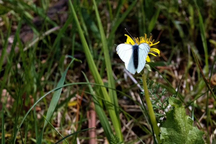 Weißer Schmetterling (Rapsweissling) mit schwarzem Mittelstreifen sitzt auf gelber Blüte in grüner Wiese