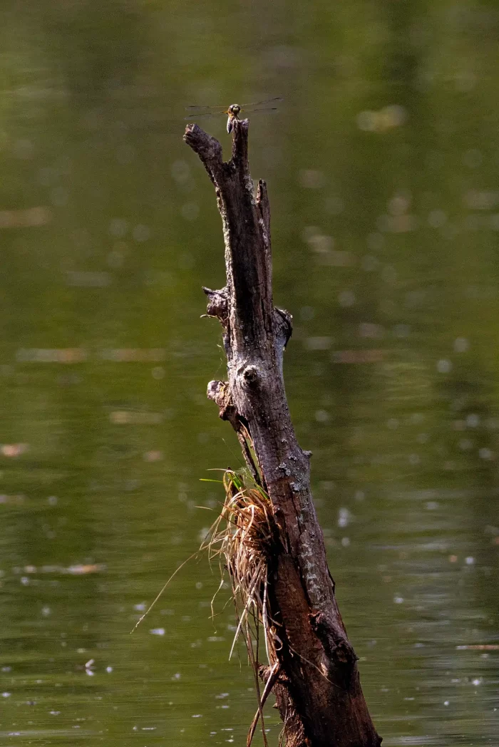 Abgestorbener Baumstamm mit Grasbüschel ragt aus ruhigem Wasser, Auf der Spitze sitzt eine Libelle