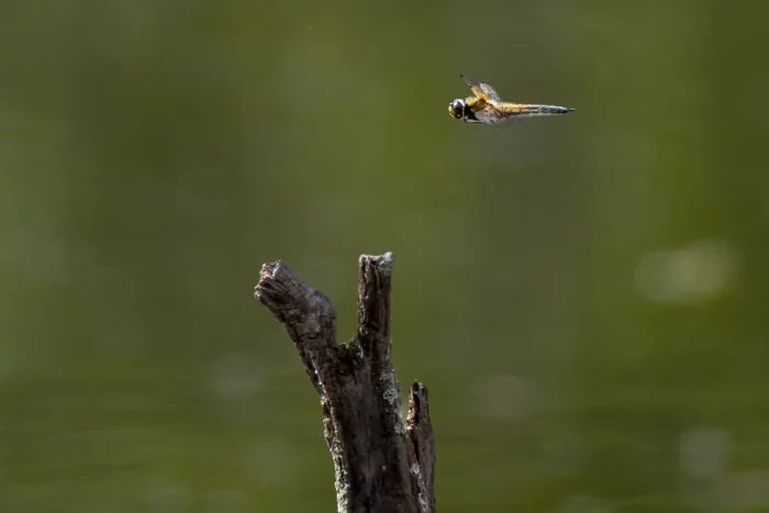 Libelle im Flug über einem abgebrochenen Ast vor unscharfem Hintergrund