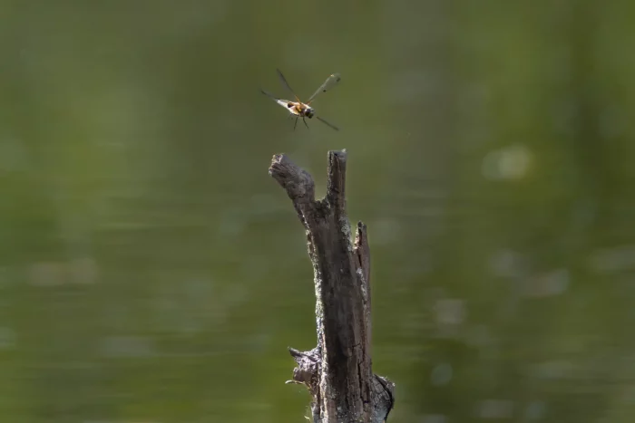 Libelle beim Abflug von einem vertrockneten Ast vor unscharf grünem Hintergrund