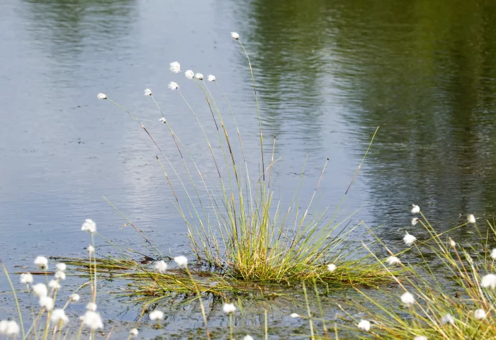 Wollgras an einer Wasserfläche